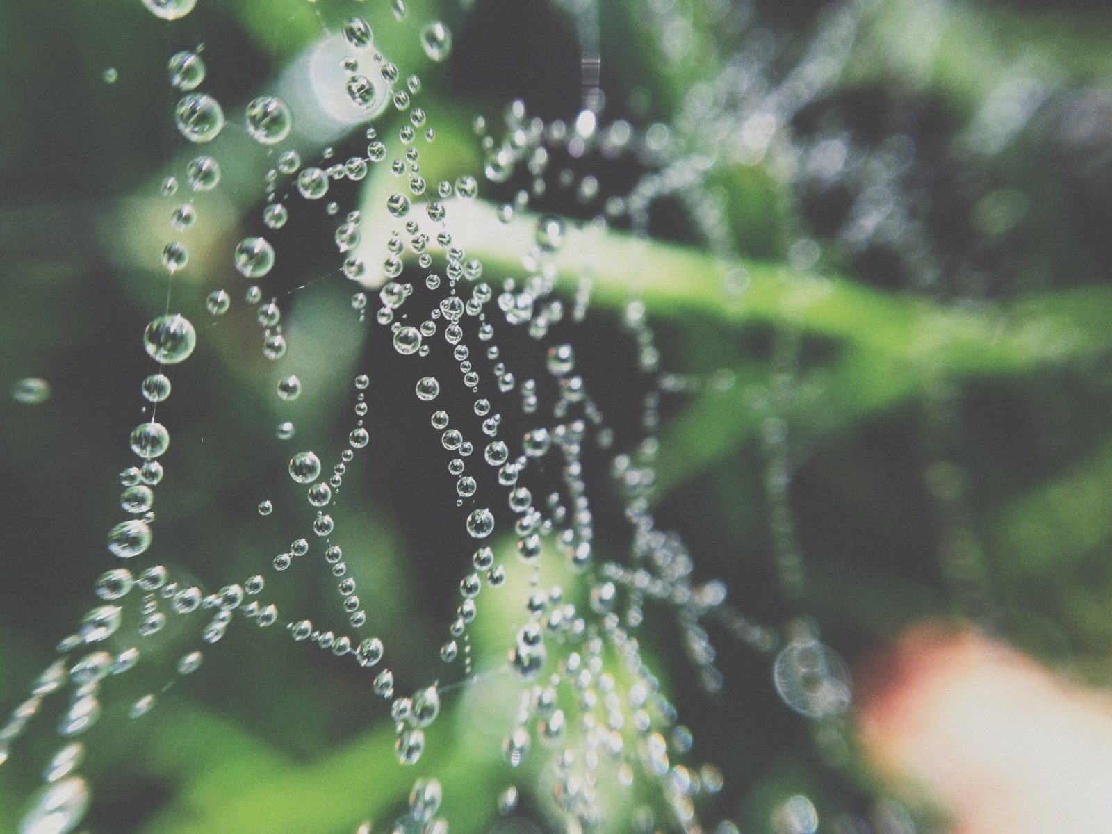 A spiderweb with droplets of dew on it